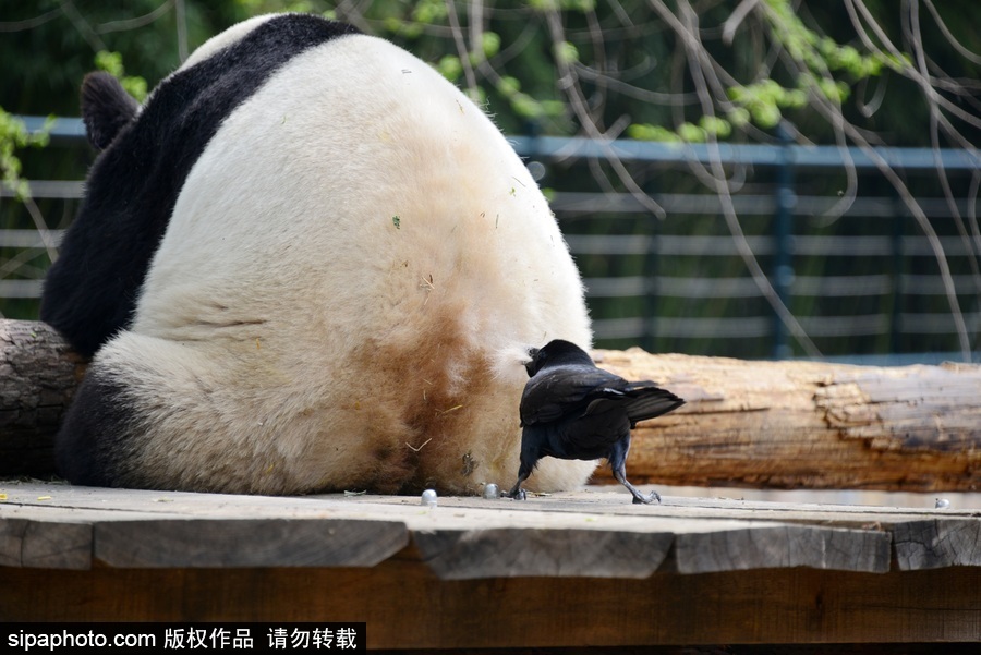 北京：膽大妄為！調皮烏鴉拔毛搭窩 大熊貓竟舒服“享受”