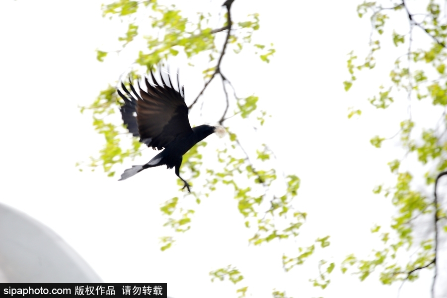 北京：膽大妄為！調(diào)皮烏鴉拔毛搭窩 大熊貓竟舒服“享受”
