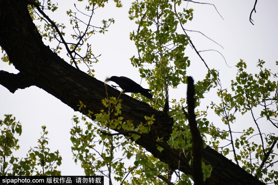 北京：膽大妄為！調(diào)皮烏鴉拔毛搭窩 大熊貓竟舒服“享受”