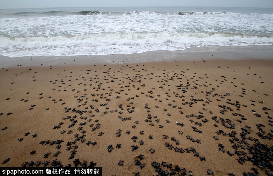印度：海灘上剛剛孵化的小麗龜 呆萌可愛(ài)