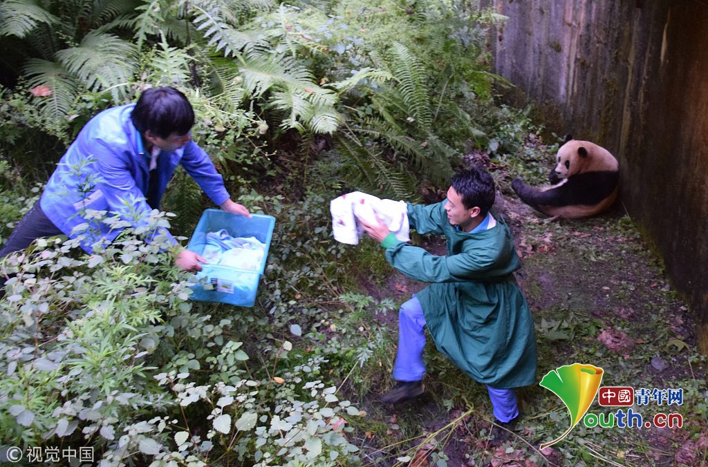 汶川地震十周年 實(shí)拍中國(guó)大熊貓保護(hù)研究中心新面貌