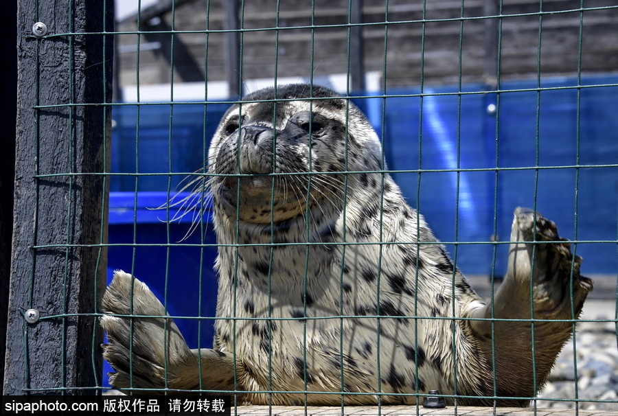 受傷后的避風港 探訪俄羅斯遠東地區(qū)海豹康復中心