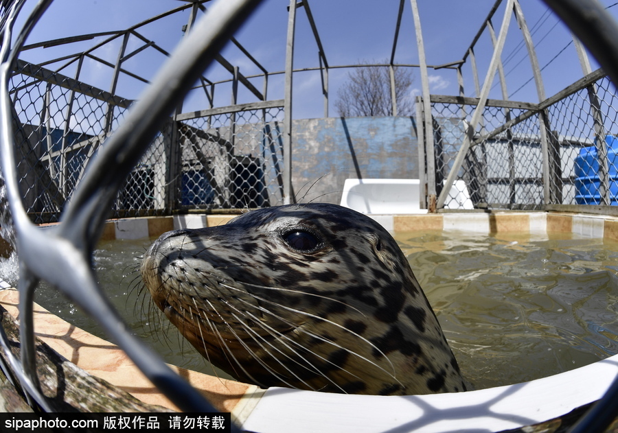 受傷后的避風(fēng)港 探訪俄羅斯遠東地區(qū)海豹康復(fù)中心