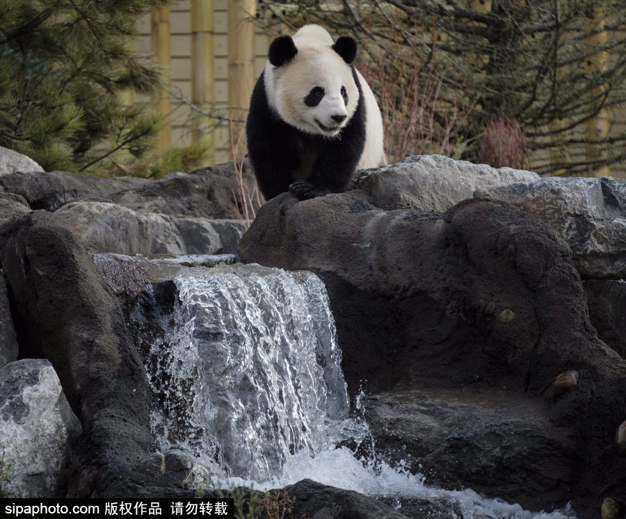 留洋國寶的日常生活 加拿大動(dòng)物園里大熊貓愜意舒適