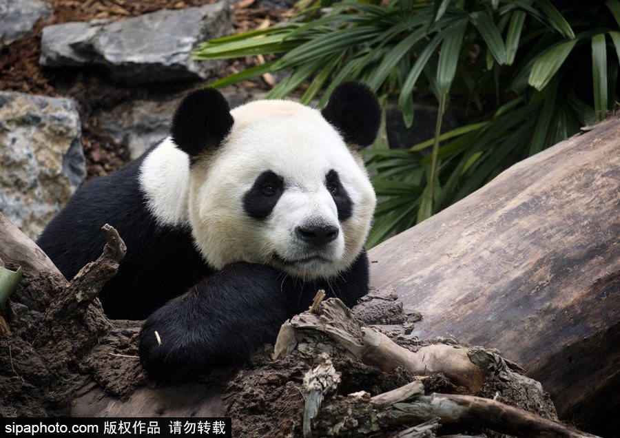 留洋國(guó)寶的日常生活 加拿大動(dòng)物園里大熊貓愜意舒適