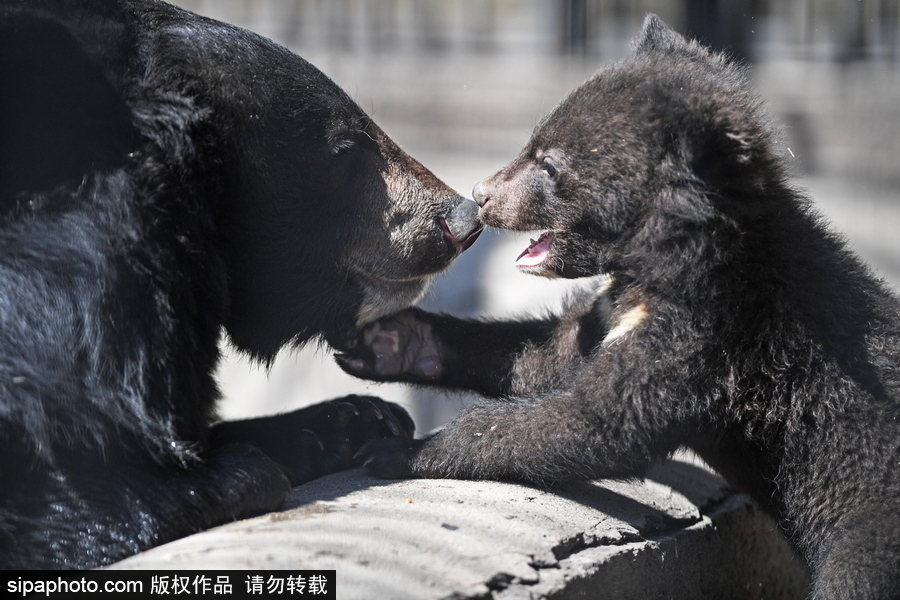 熊孩子的日常“掐架” 俄羅斯動(dòng)物園里的亞洲黑熊幼崽