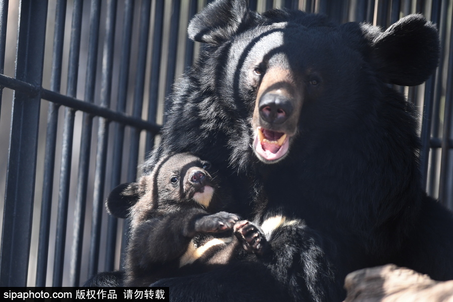 熊孩子的日常“掐架” 俄羅斯動(dòng)物園里的亞洲黑熊幼崽