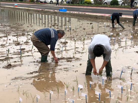 青島今年首批海水稻插秧 田間選育工作正式啟動(dòng)