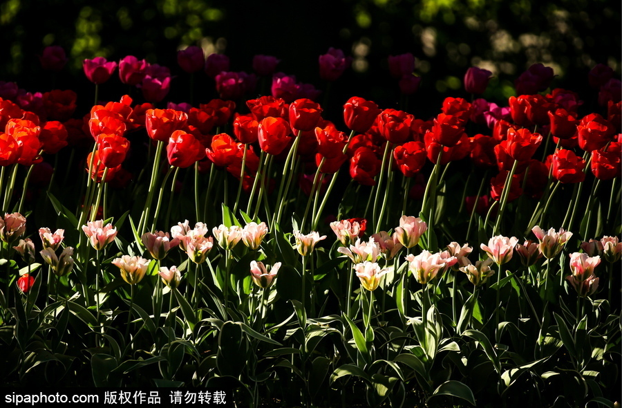 郁金香花節(jié)在俄羅斯圣彼得堡舉行 五顏六色花海迎客