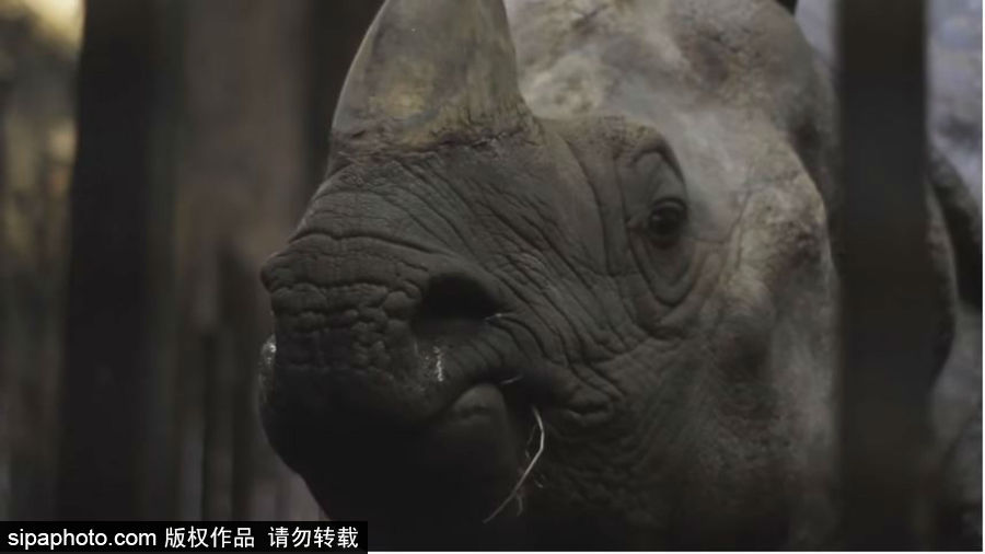 “網(wǎng)紅”犀牛千里尋“愛” 專人護送陣仗十足