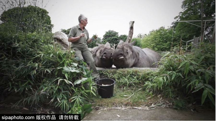 “網(wǎng)紅”犀牛千里尋“愛” 專人護(hù)送陣仗十足