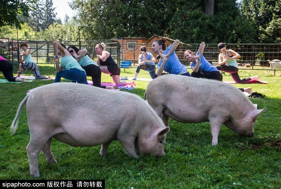 和諧！加拿大一農(nóng)場(chǎng)內(nèi)民眾練瑜伽 四只豬自由穿梭
