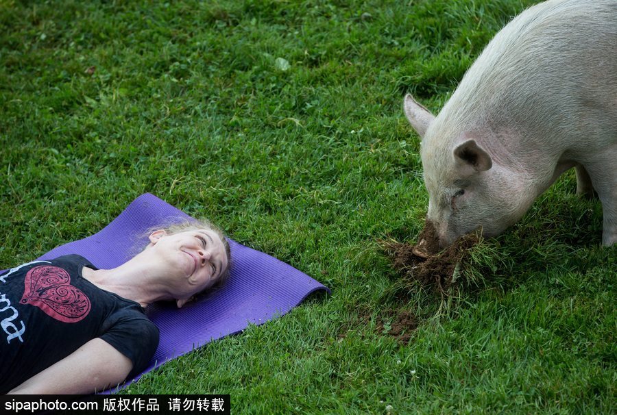 和諧！加拿大一農(nóng)場內(nèi)民眾練瑜伽 四只豬自由穿梭