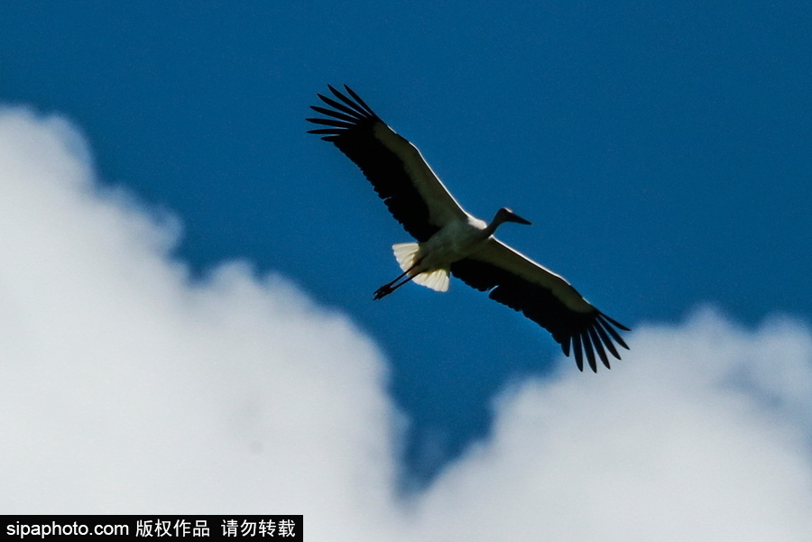 遠離塵囂的動物棲息地 探訪俄羅斯別廖佐夫斯基自然保護區(qū)