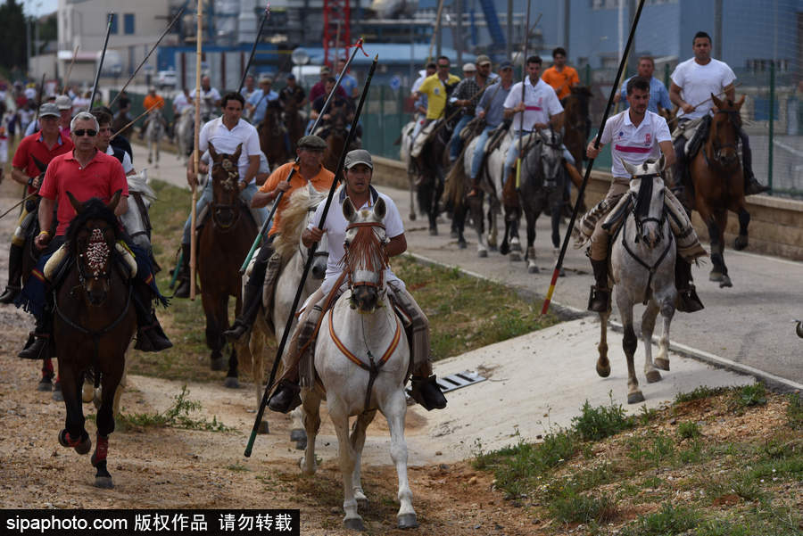 西班牙索里亞慶祝傳統(tǒng)節(jié)日La Saca 群馬奔騰景象壯觀
