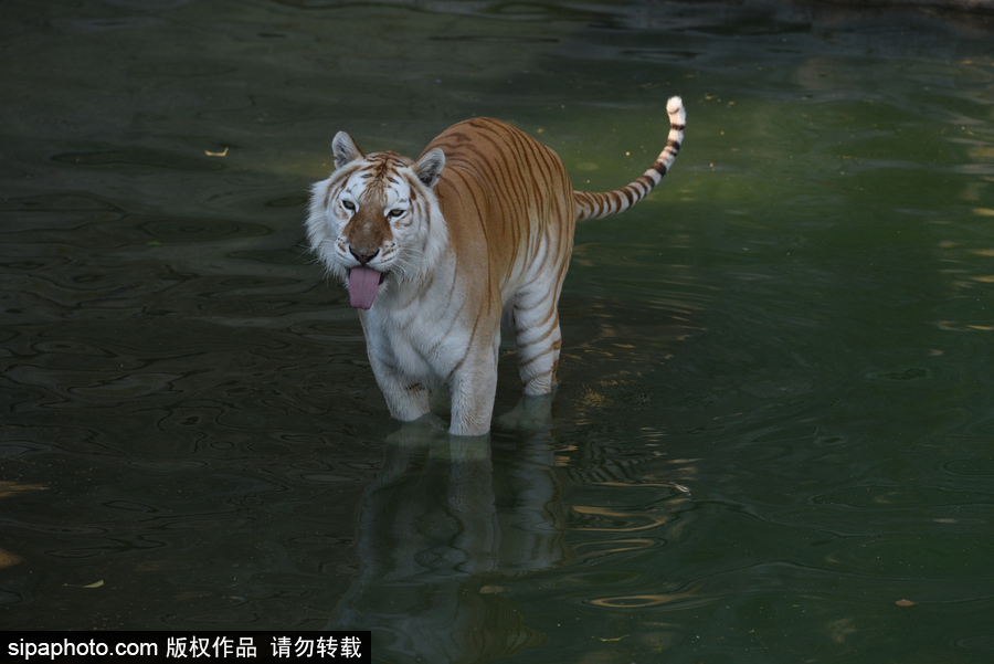 天氣熱得老虎也坐不住了！西班牙馬德里動(dòng)物園猛虎水中避暑
