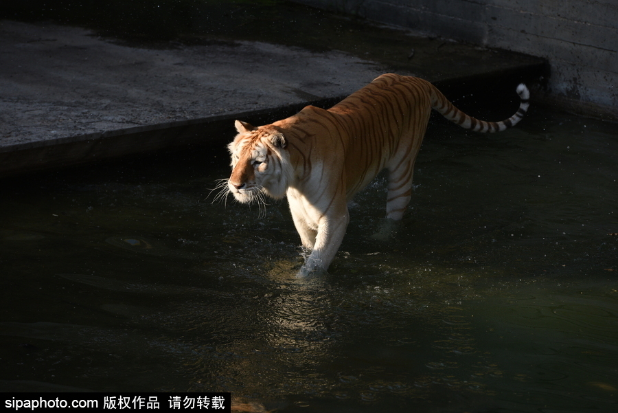 天氣熱得老虎也坐不住了！西班牙馬德里動物園猛虎水中避暑