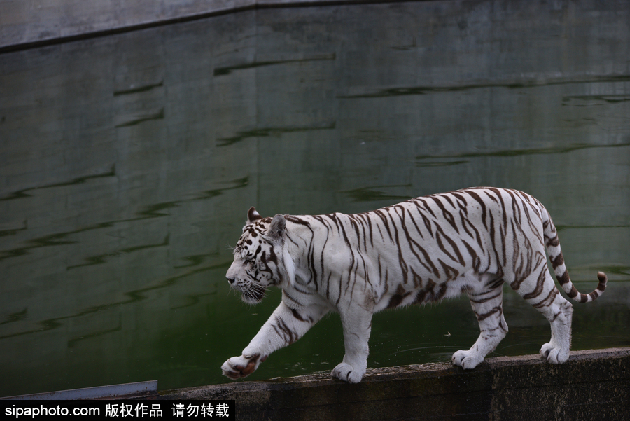 天氣熱得老虎也坐不住了！西班牙馬德里動(dòng)物園猛虎水中避暑