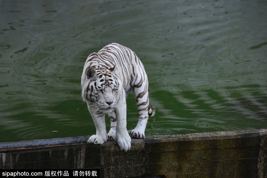 天氣熱得老虎也坐不住了！西班牙馬德里動物園猛虎水中避暑