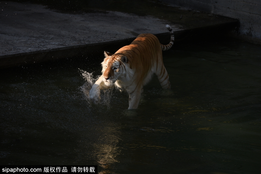 天氣熱得老虎也坐不住了！西班牙馬德里動物園猛虎水中避暑