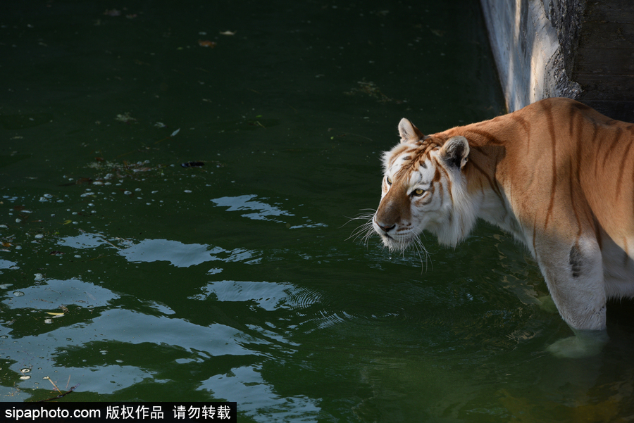 天氣熱得老虎也坐不住了！西班牙馬德里動(dòng)物園猛虎水中避暑