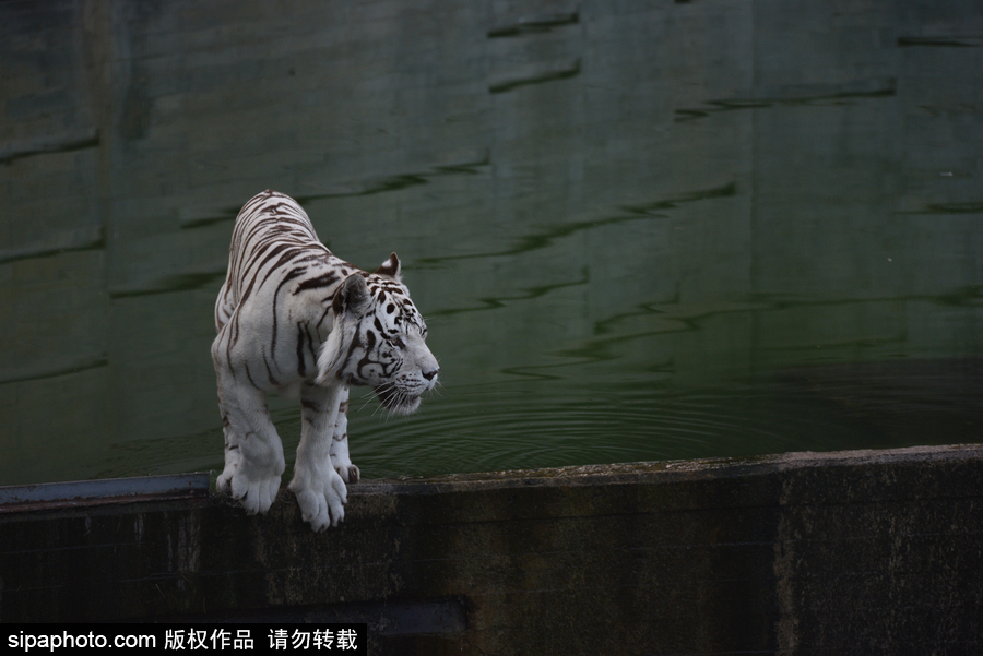 天氣熱得老虎也坐不住了！西班牙馬德里動(dòng)物園猛虎水中避暑