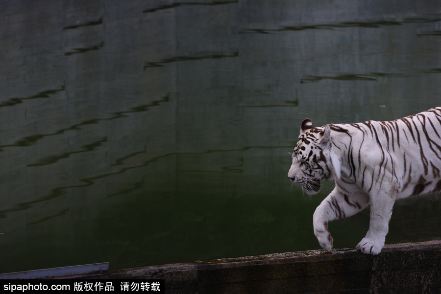 天氣熱得老虎也坐不住了！西班牙馬德里動物園猛虎水中避暑