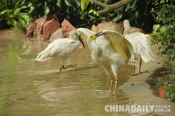 廣東長(zhǎng)隆華南珍稀野生動(dòng)物物種保護(hù)中心成功繁育珍稀鳥類朱鹮