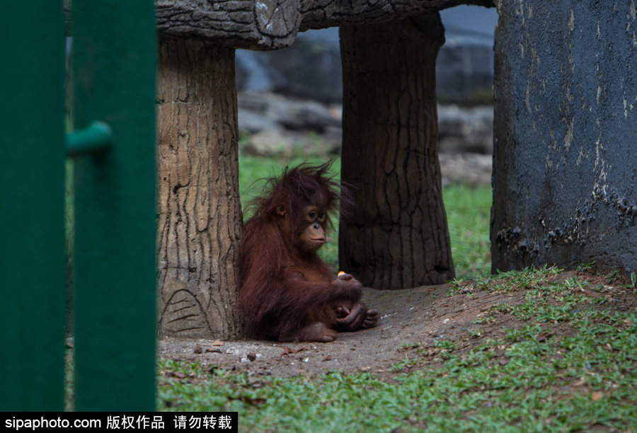 呆萌滑稽 印尼雅加達(dá)紅毛猩猩傻傻惹人愛！