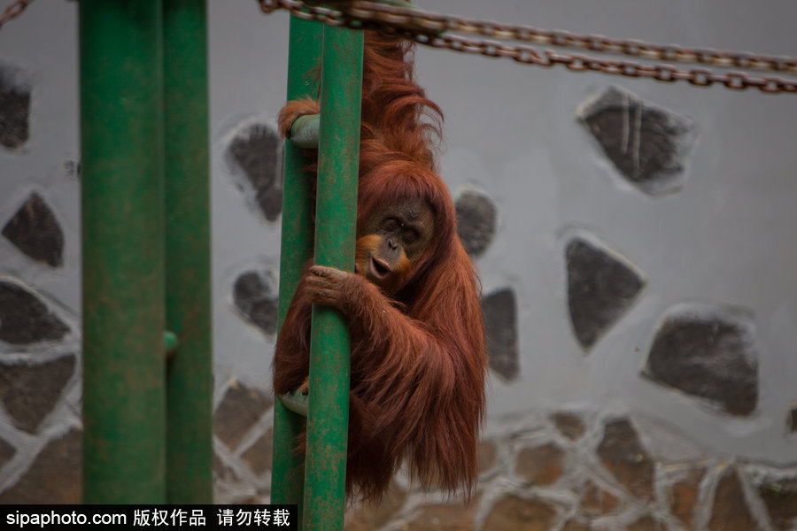 呆萌滑稽 印尼雅加達紅毛猩猩傻傻惹人愛！