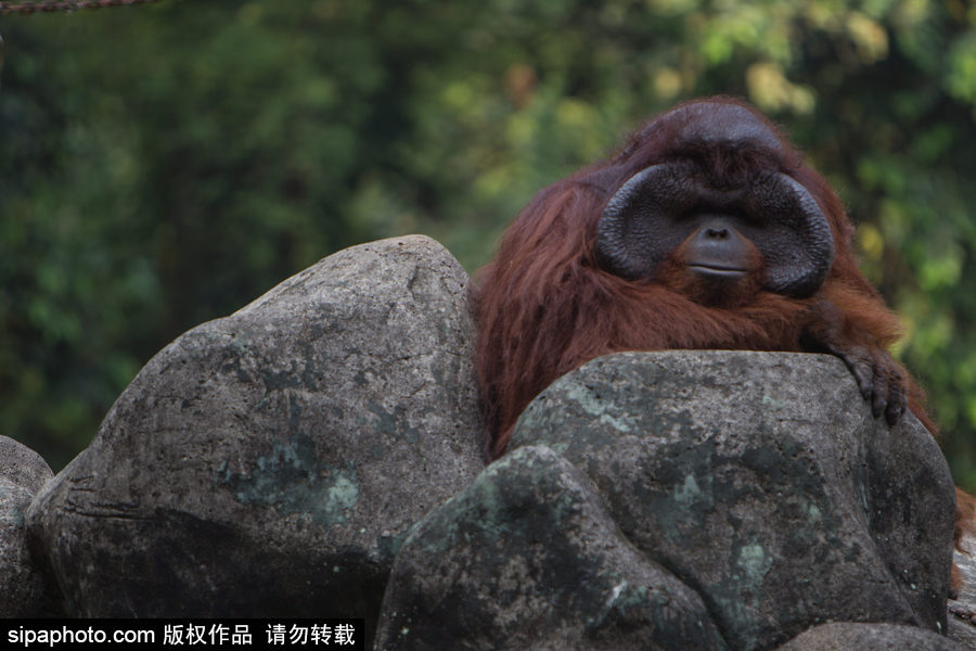 呆萌滑稽 印尼雅加達(dá)紅毛猩猩傻傻惹人愛(ài)！