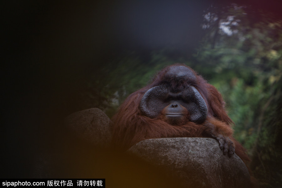 呆萌滑稽 印尼雅加達(dá)紅毛猩猩傻傻惹人愛(ài)！