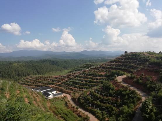 【脫貧攻堅(jiān)在行動(dòng)】江西井岡山：農(nóng)民變股東，合作經(jīng)營(yíng)模式拓寬農(nóng)民收入渠道