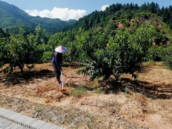 【脫貧攻堅(jiān)在行動(dòng)】江西井岡山：農(nóng)民變股東，合作經(jīng)營(yíng)模式拓寬農(nóng)民收入渠道