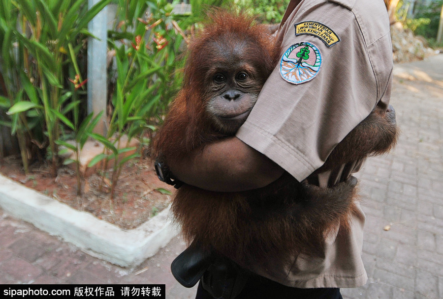 嚇死寶寶了！印尼一猩猩幼崽被解救緊抱人不撒手