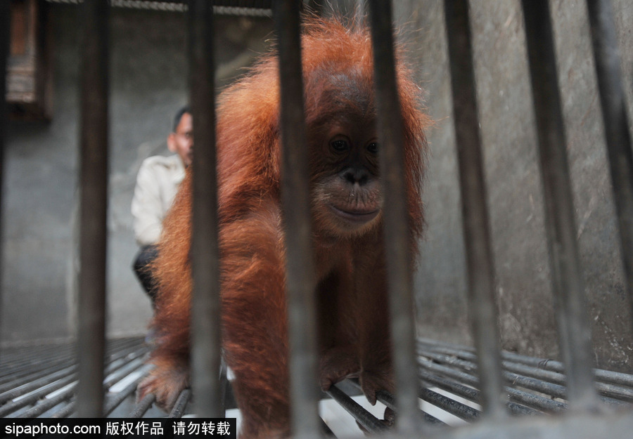 嚇?biāo)缹殞毩?！印尼一猩猩幼崽被解救緊抱人不撒手
