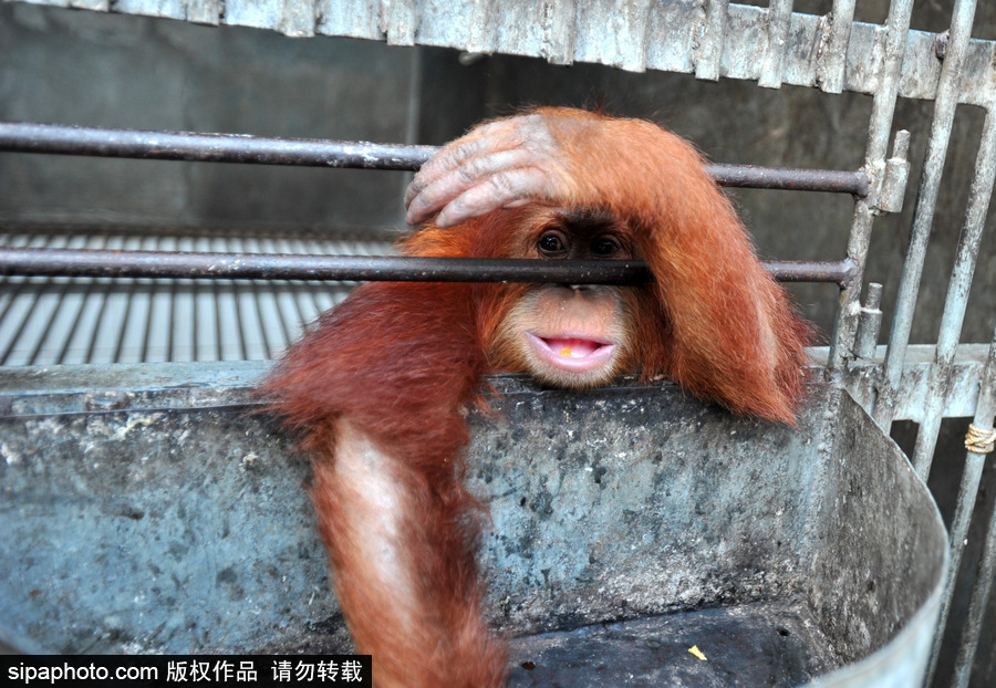 嚇?biāo)缹殞毩?！印尼一猩猩幼崽被解救緊抱人不撒手