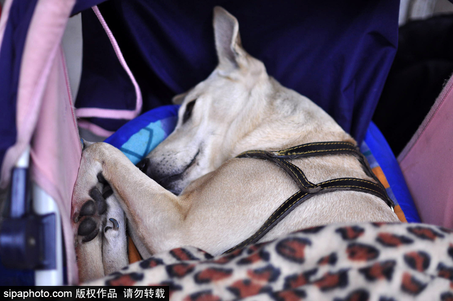 活的不如狗系列 圣保羅街頭寵物躺嬰兒車(chē)還蓋著小毯子