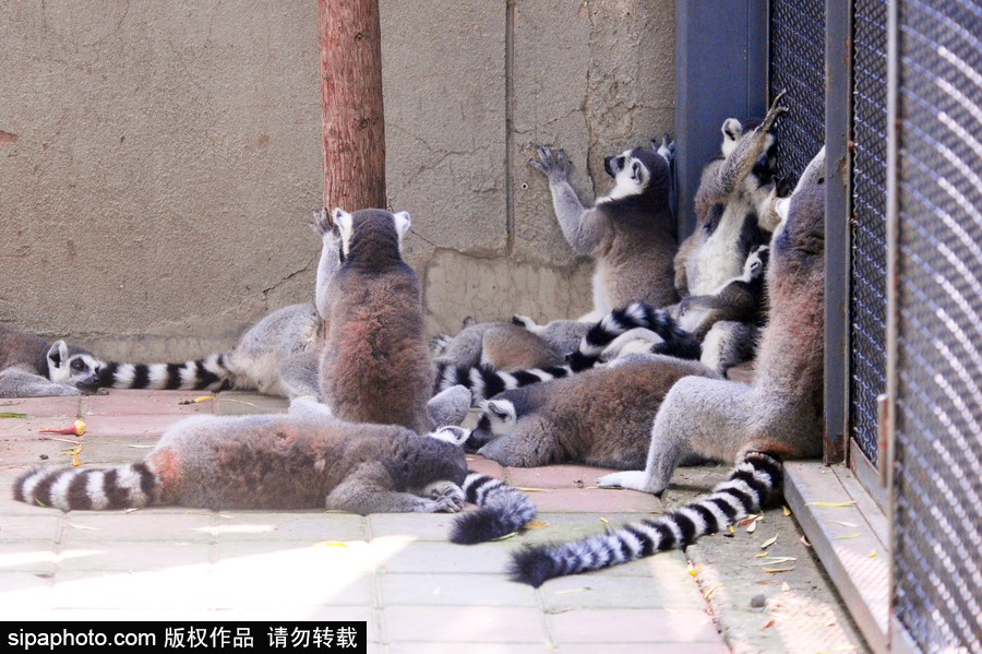 北京動(dòng)物園開啟防暑模式 小動(dòng)物們應(yīng)對(duì)高溫有“奇招”