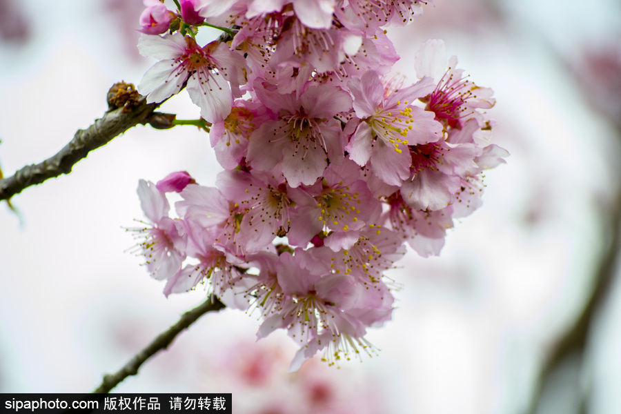 南半球的櫻花季終于到啦！巴西圣保羅櫻花盛開吸引大批游客觀賞