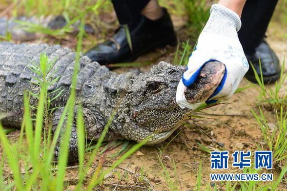 萌翻了！長江沿線的珍稀動物你知道幾個？