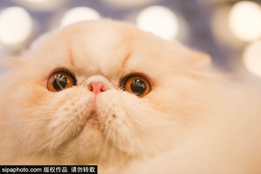 巴西圣保羅：貓咪比美大賽開(kāi)始啦！各式貓咪軟萌亮相