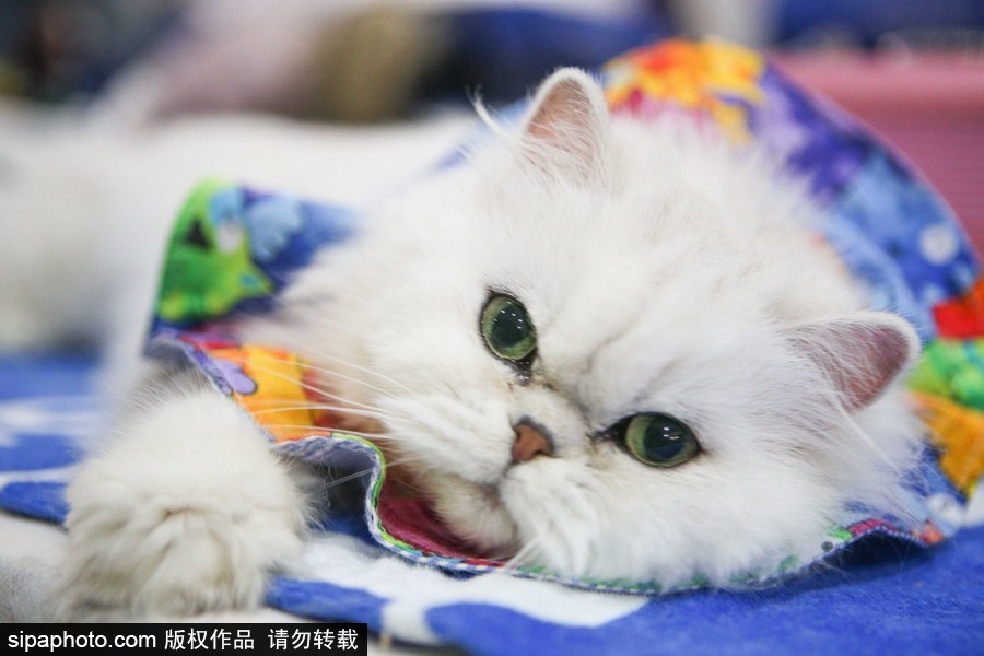 巴西圣保羅：貓咪比美大賽開始啦！各式貓咪軟萌亮相