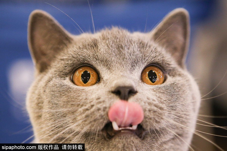 巴西圣保羅：貓咪比美大賽開始啦！各式貓咪軟萌亮相