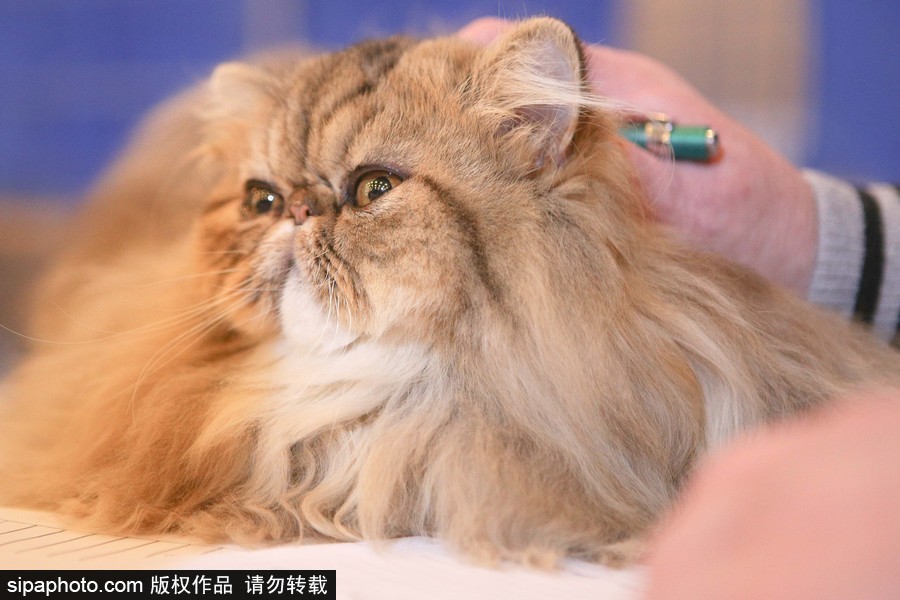 巴西圣保羅：貓咪比美大賽開(kāi)始啦！各式貓咪軟萌亮相