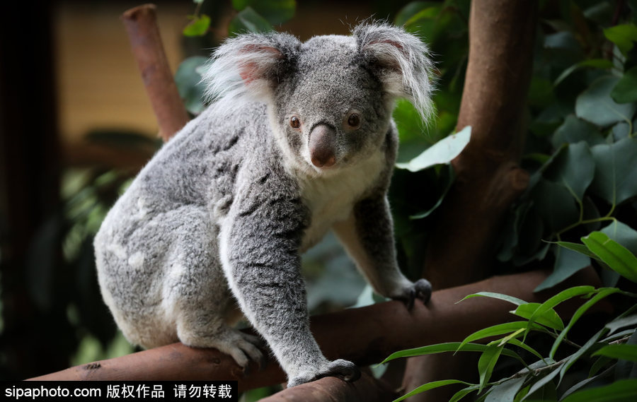 比利時(shí)布魯塞爾：爭萌逗趣狀況頻出！珍稀動(dòng)物生態(tài)百相