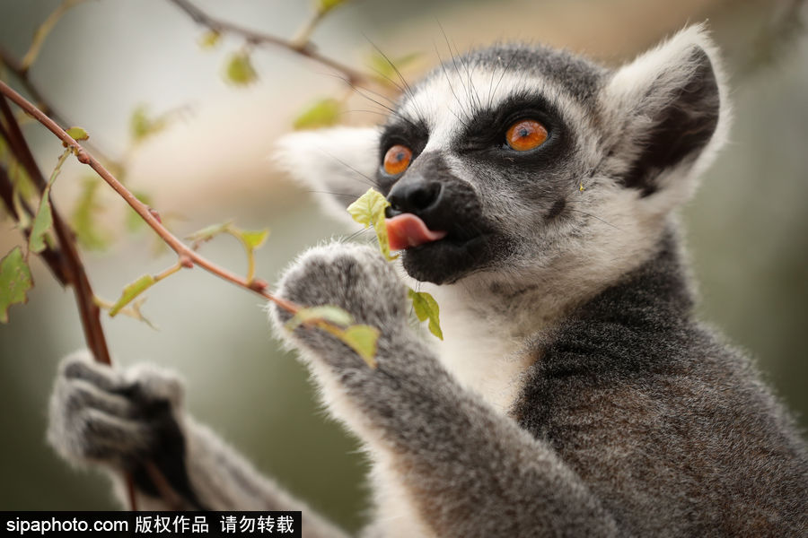 比利時(shí)布魯塞爾：爭(zhēng)萌逗趣狀況頻出！珍稀動(dòng)物生態(tài)百相