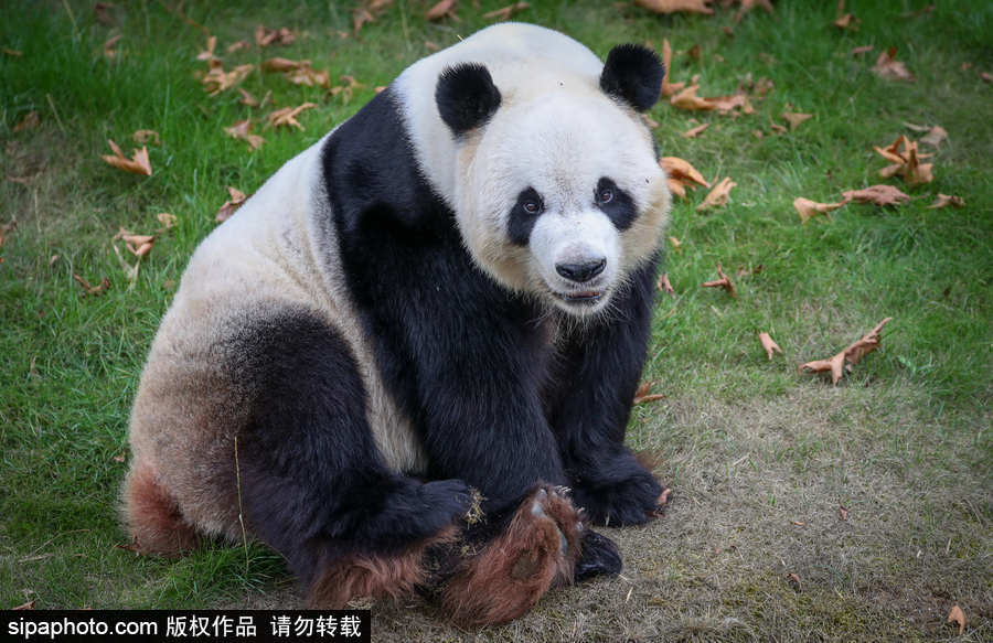 比利時(shí)布魯塞爾：爭萌逗趣狀況頻出！珍稀動物生態(tài)百相