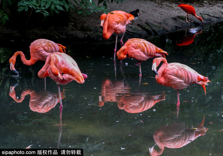 比利時布魯塞爾：爭萌逗趣狀況頻出！珍稀動物生態(tài)百相