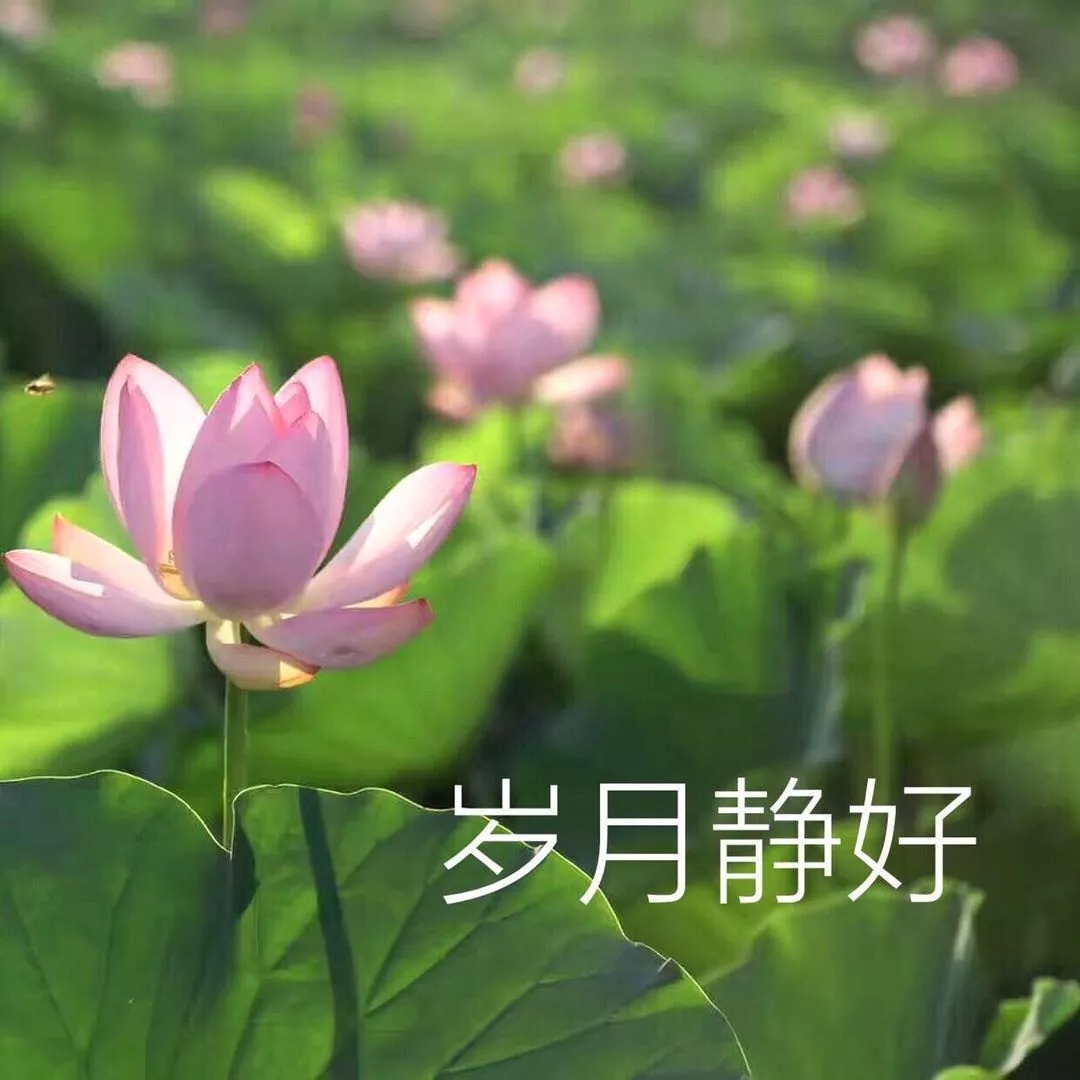 如果當(dāng)初換個(gè)頭像，我可能早脫單了！據(jù)說(shuō)用小動(dòng)物做頭像的，缺乏安全感